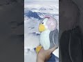 patricio vs pingüinos (tiktok britney)