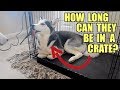 How Long Can A Husky Be In A Crate? How Long Can A Husky Be In A Crate?