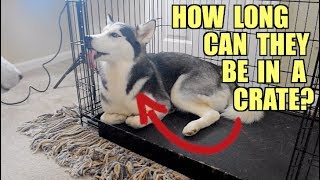 How Long Can A Husky Be In A Crate?