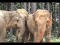 The Elephant Sanctuary | Asian Herd in the New Habitat