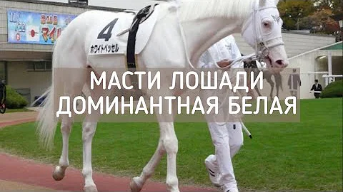 Белые лошади. Доминантная белая масть