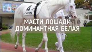 Белые лошади. Доминантная белая масть