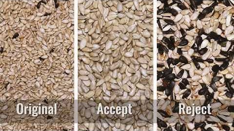 Сolour sorting of sunflower kernels on ZORKIY optical Сolour sorter