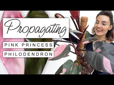 Propagate Pink Princess Step By Step | How To Propagate A Philodendron Pink Princess