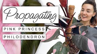 Propagate Pink Princess Step By Step | How To Propagate A Philodendron Pink Princess