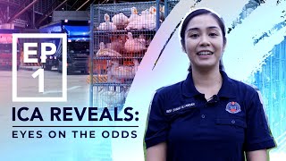 ICA Reveals - Episode 1: Eyes on the Odds
