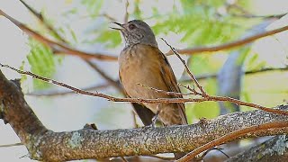 Pale-breasted Thrush singing soft in nature old recording but it was worth the record !! screenshot 4