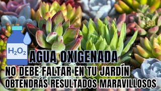 SUPER ALIADO DE TU JARDÍN: Te dará resultados maravillosos // uso de AGUA OXIGENADA en tus plantas