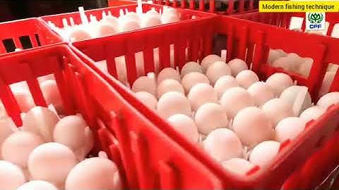How Duck Farming make Million Eggs and meat and Duck Processing Technology