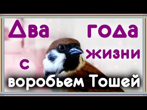 Ручной воробей мои впечатления после двух лет жизни вместе.