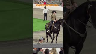 Tennessee Walking Horse in Shelbyvillie #tennesseewalkinghorse
