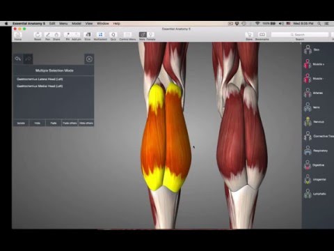 Muscles of lower leg:ankle - YouTube