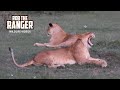 Young Lionesses Relaxing Lalashe Mara Ripoi Safari Young Lionesses Relaxing Lalashe Mara Ripoi Safari