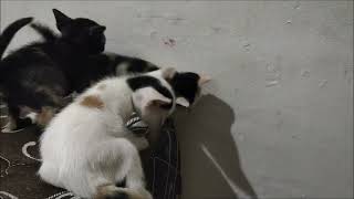 Kittens Jump off cliff by Cats Family 104 views 2 years ago 4 minutes, 35 seconds