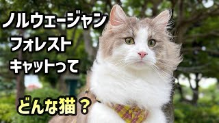 ノルウェージャンフォレストキャットってどんな猫特徴的な8つの性格