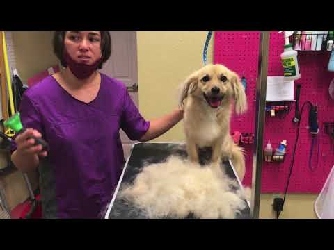 how-to-brush-and-de-shed-your-pet-(tips)