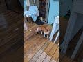 Following the Beagle 😍