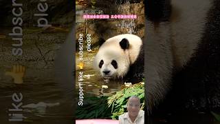 Panda’s Bath Time Begins! 🐼💦 Caretaker Gets Everything Ready | Cute Panda Shorts #shorts