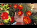 Verybeautiful flowers my home  hema hindi vlog 