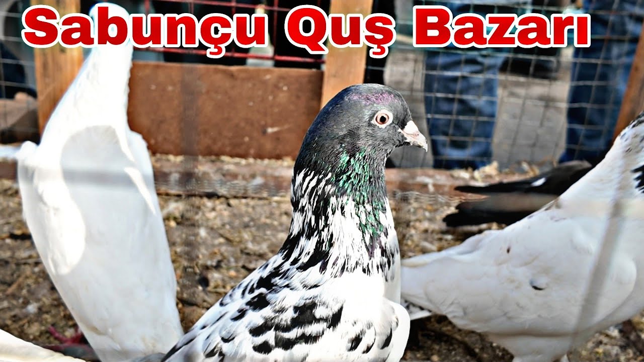 Sabunçu Quş Bazarı 9 fevral 2026
