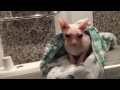 Сфинкс в душе. Лысый кот не любит душ. The cat in the shower.