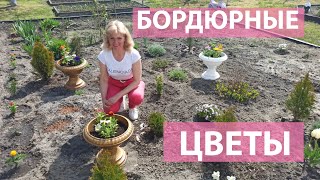 Самые красивые и неприхотливые бордюрные цветы вдоль дорожек