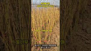#벌나무 묘목 판매