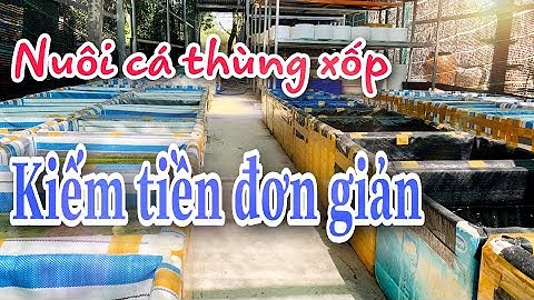 Khởi nghiệp thành công với mô hình nuôi cá 7 màu bằng thùng xốp| Guppies farm in VN