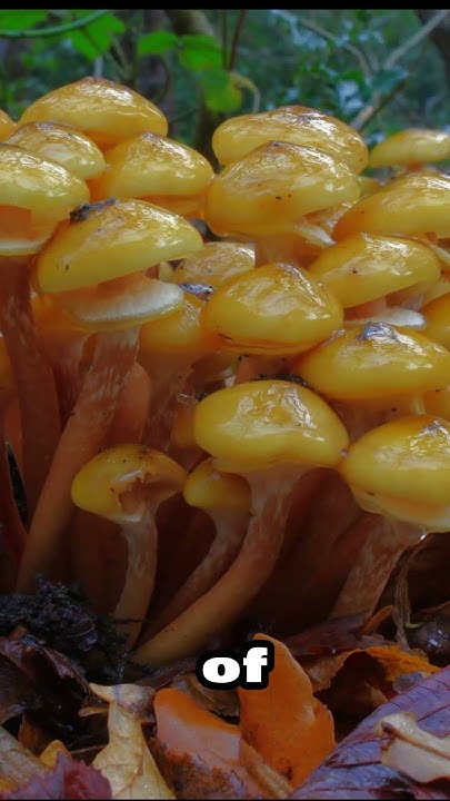 What s The Largest Living Thing On Earth DYRK YouTube top-10-largest-living-things-in-the-world-pastimers-youtube