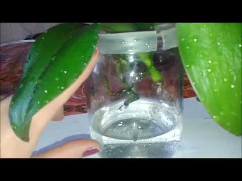 ორქიდეომანია # დაზიანებული ორქიდეას დაფესვიანება წყალზე