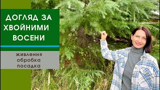 Підготовка хвойних рослин до зими//живлення, полив, посадка, укриття