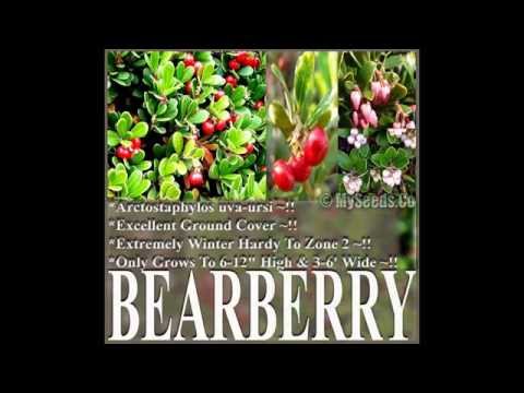 Βίντεο: Bearberry Care - Καλλιέργεια Bearberries στο τοπίο του σπιτιού