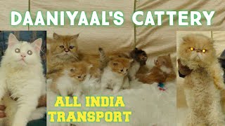 daaniyaal's cattery yousufguda | extreme punch face Persian kittens in hyd