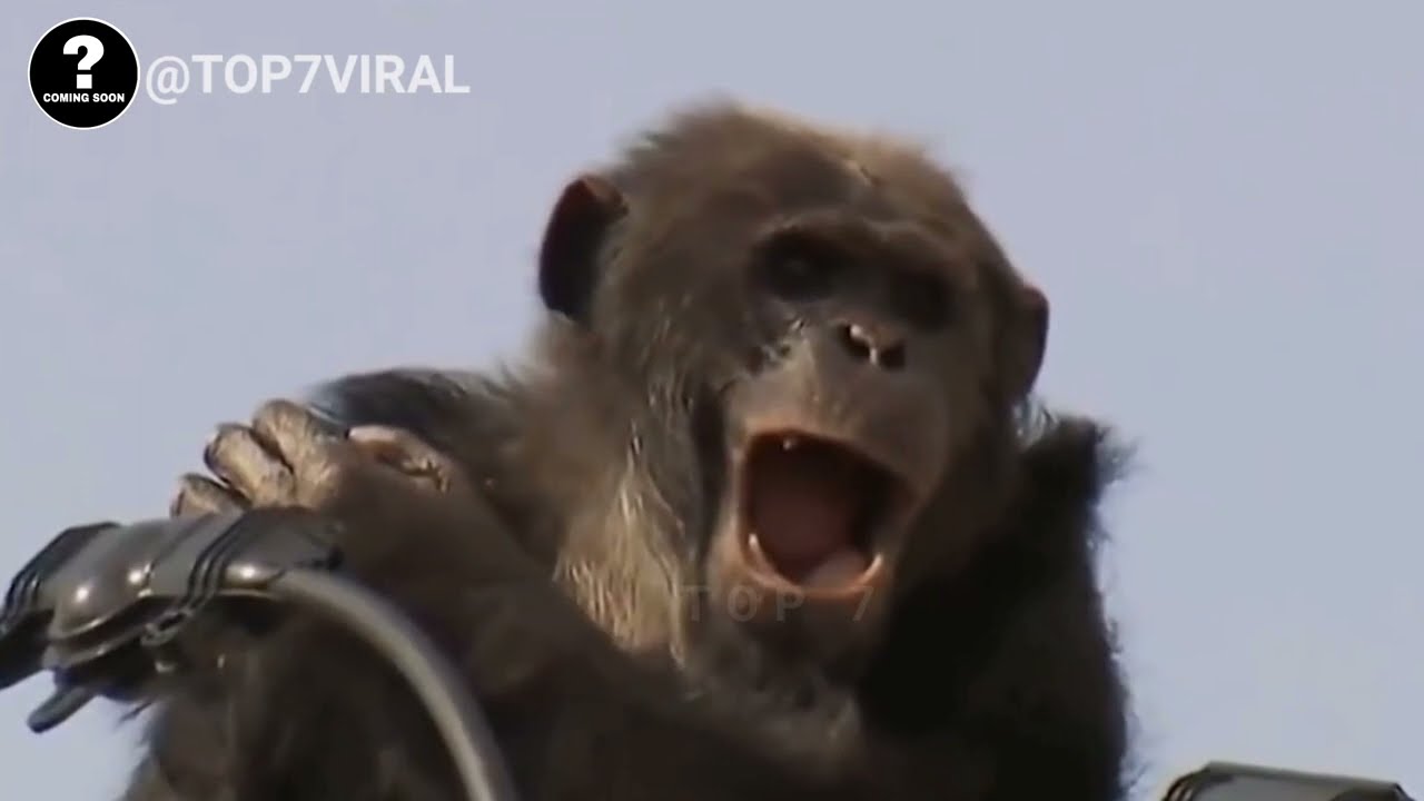 This Poor Squirrel Got Electrocuted...Animals being shocked to death 