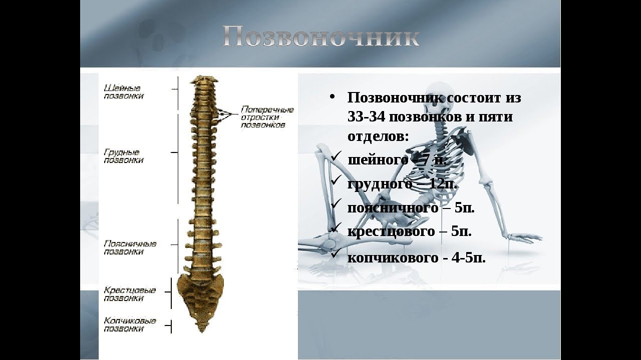 Длинный хвостовой отдел позвоночника. Грудной отдел позвоночника скелет. Поясничный отдел позвоночника состоит из. Копчиковый отдел позвоночника состоит из. 5 Отделов позвоночника.