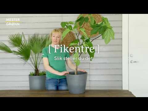 Video: Hvordan Ta Vare På Ficus Hjemme