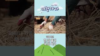 볼거리를 제공하고 전통을 계승하는 춘천 김유정문학촌 | 여행가자 #춘천 #김유정문학촌 #전통 #shorts