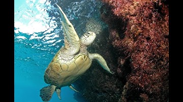 Drift Dives – Top 6 Tips, Special Situations in Underwater Photography Part One  by David Heidemann