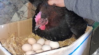 اسهل طريقة لجعل الدجاجه ترجن على البيض مع السعيدية