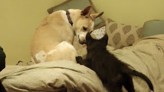 Wolf Pup Vs Feral Dog Pup - I'm Going To Bite Your Head