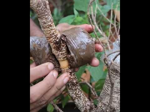 Video: Paano ka mag-transplant ng cottonwood tree?