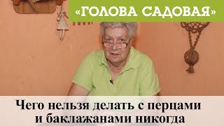 Голова садовая - Чего нельзя делать с перцами и баклажанами никогда