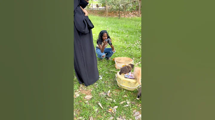 Video 11586791: persian cat reaction, cute kittens playing