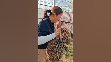 🐆 WOW!!!, this little leopard cub is absolutely fierce!!!😂😂😂 #adorable #zoo #leopard  #leopardcub