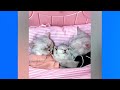 Funny Cats Complation : Cute Kittens Doing Funny Things | Funny videos