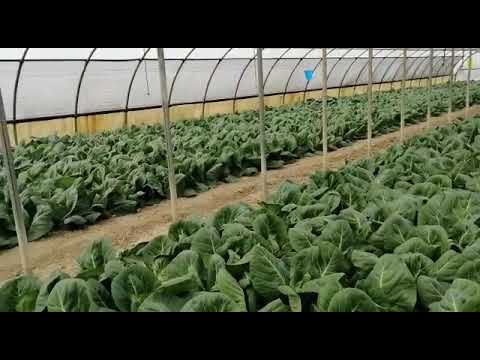 Video: Cavolo Cappuccio: Decorazione Per Il Tuo Giardino