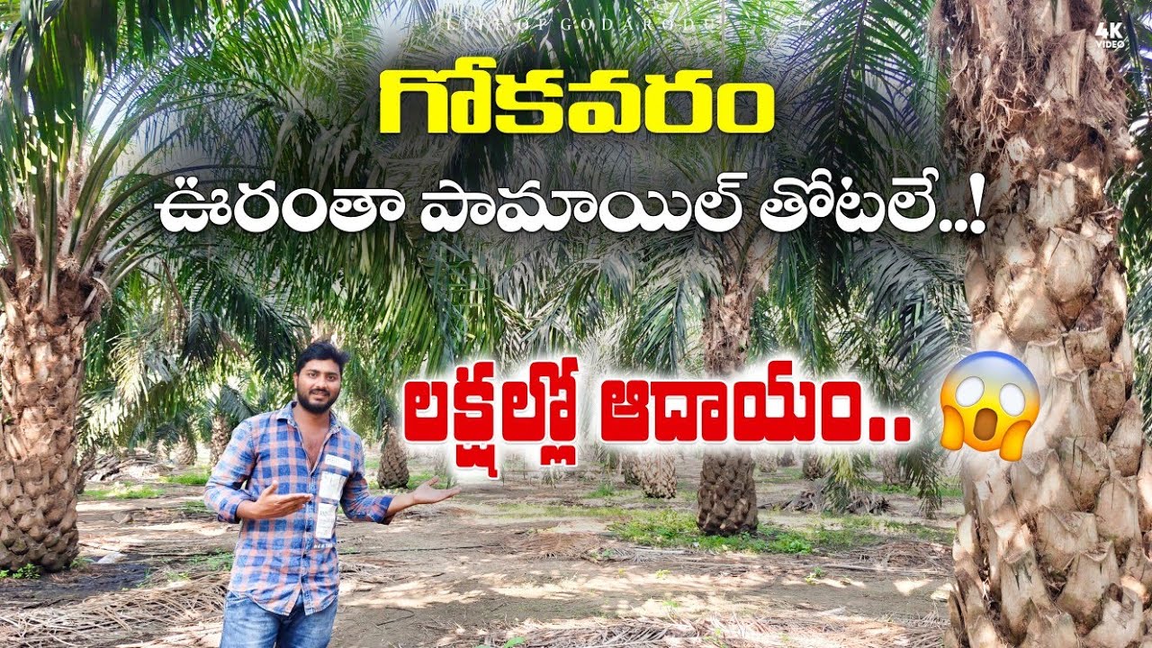 🌳 ఆయిల్ పామ్ సాగు || Palm Oil Cultivation || Gokavaram Village || Oil Palm garden #Oil Palm sagu