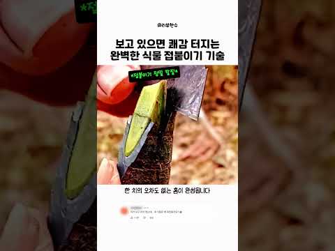 보고 있으면 쾌감 터지는 완벽한 식물 접붙이기 기술 thumbnail