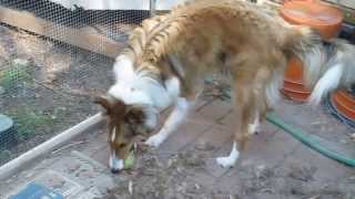 MVI 1041 - Buddy1-2013