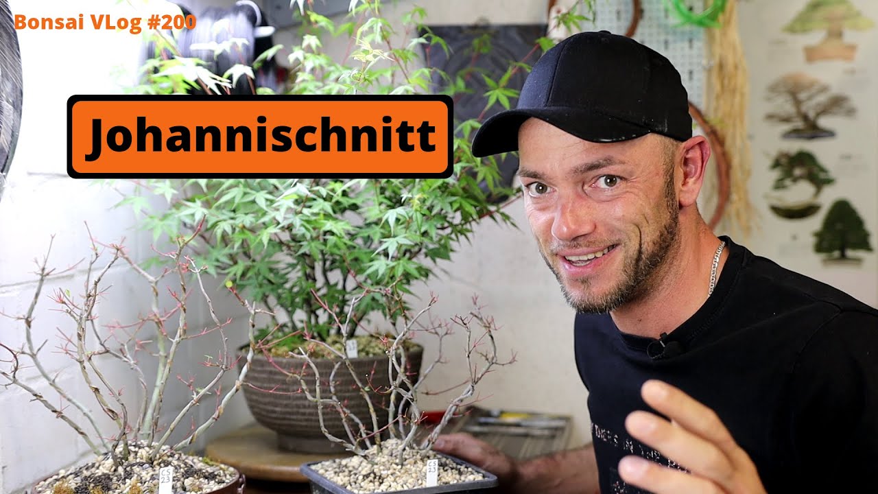 Johannischnitt mal eben geht nicht! [Rückschnitt/Blattschnitt] | #BonsaiVLog200